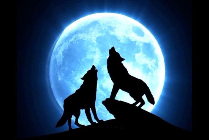 Two wolves with the moon in the background