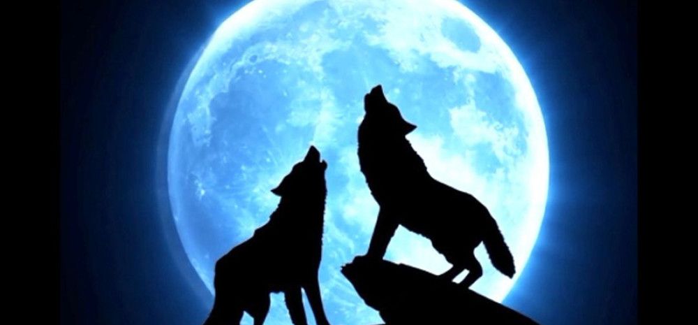 Two wolves with the moon in the background